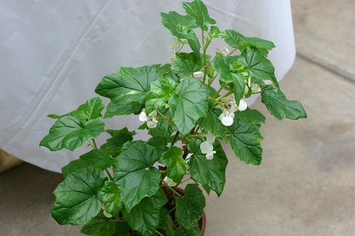 B. rudatisii